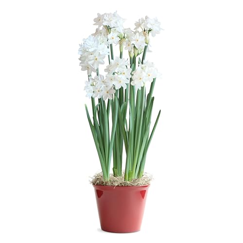 Paperwhite Gift Set: Live Indoor Flowers in Festive Pot