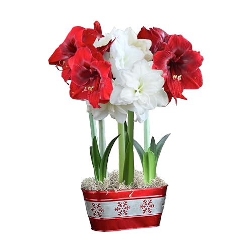 BloomingBulb Mini Amaryllis Indoor Flower Garden: Festive Pot Gift