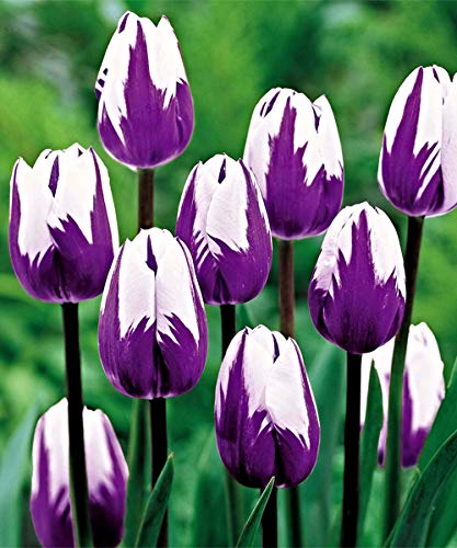 Vibrant Blueberry Swirl Tulip Flower Bulbs - 10-Pack