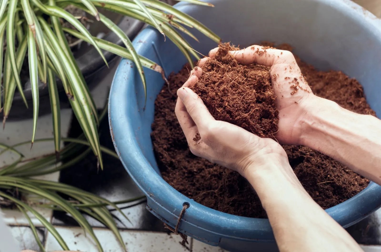 Coir Soil Mix: How Long To Hydrate