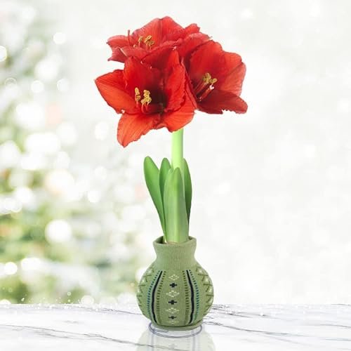 Cozy Sweater Amaryllis Flower Bulb with Stand, No Water Needed, Gift Ready