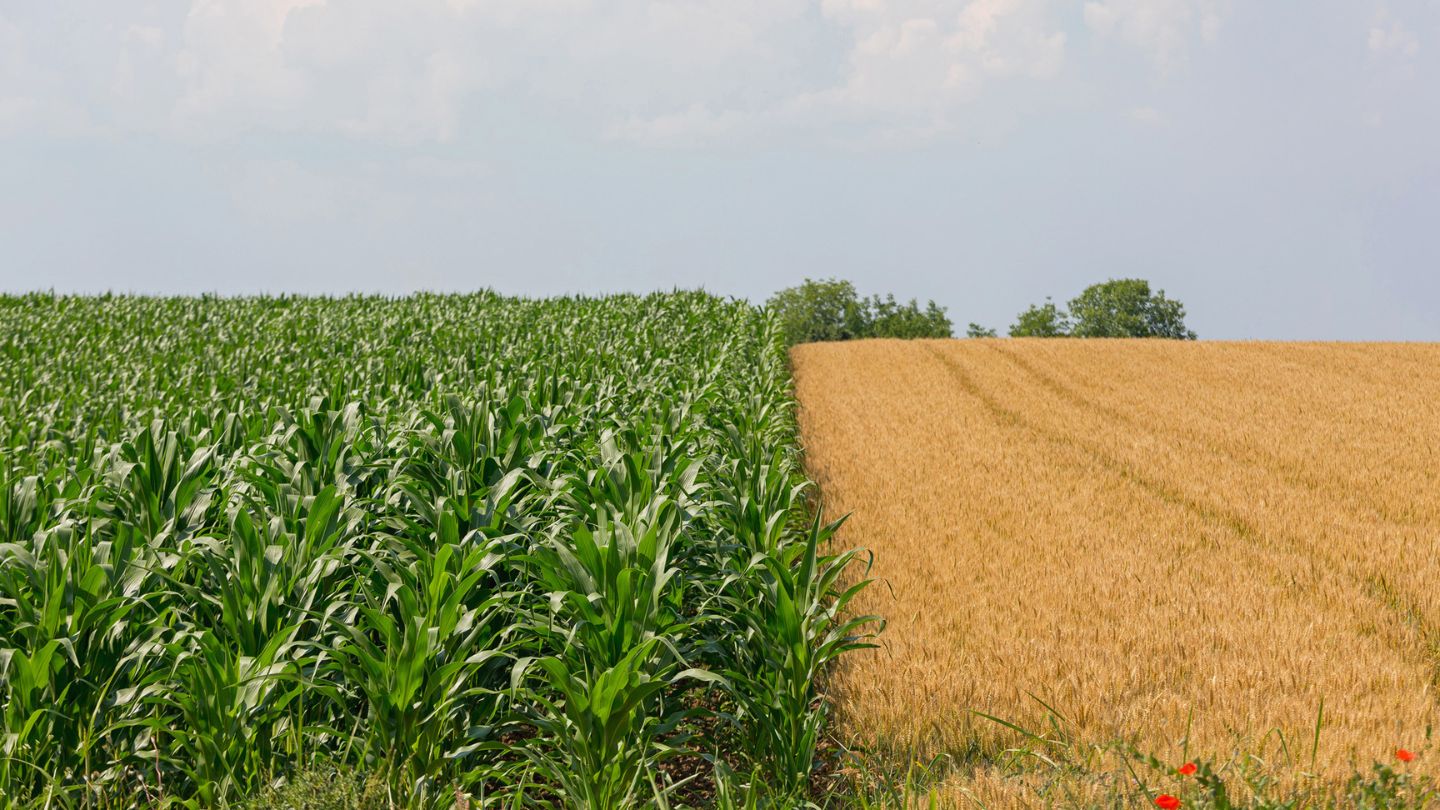 Crop Rotation In Which Are Planted Alternately With Crops Such As Corn