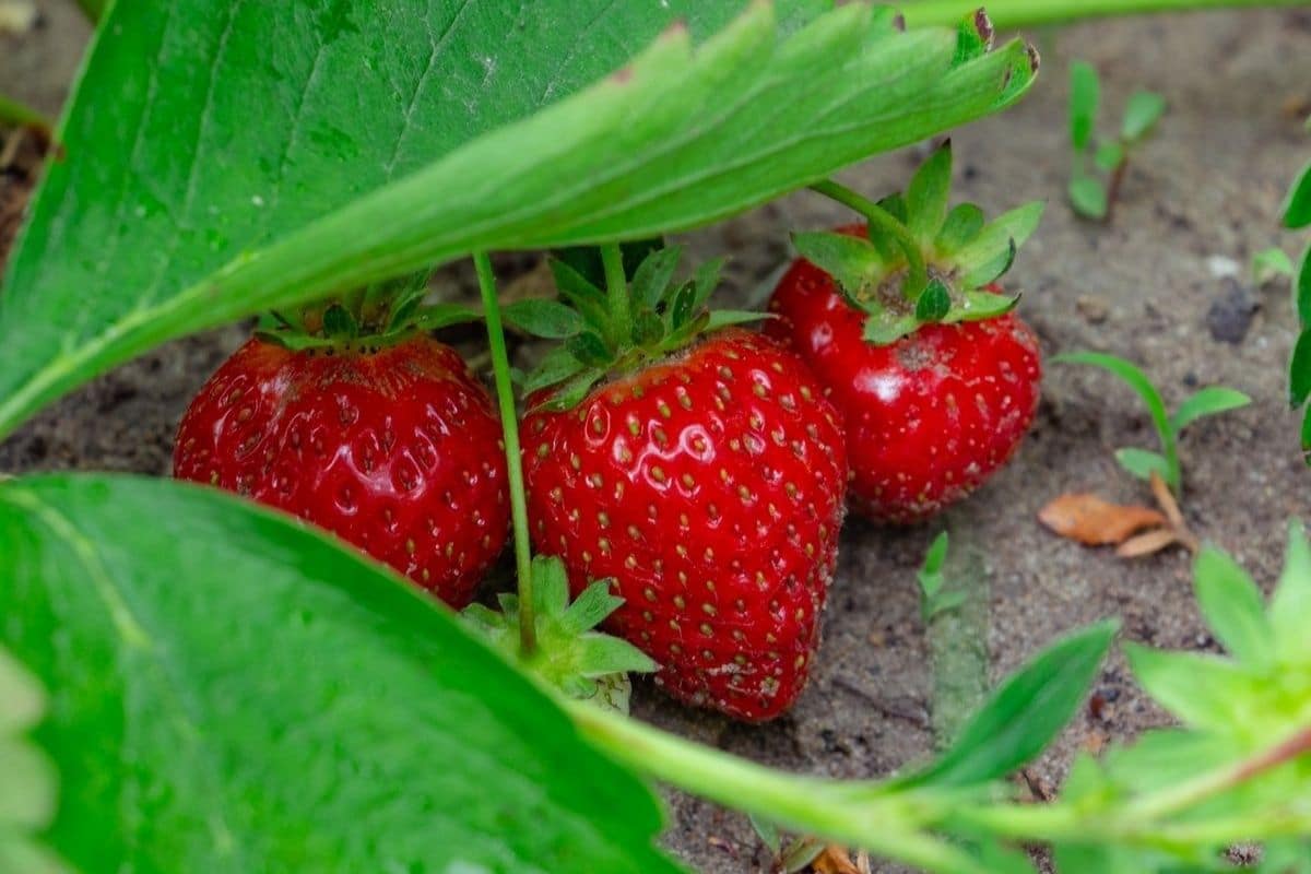 Crop Rotation: What Can Strawberries Follow In Home Garden?