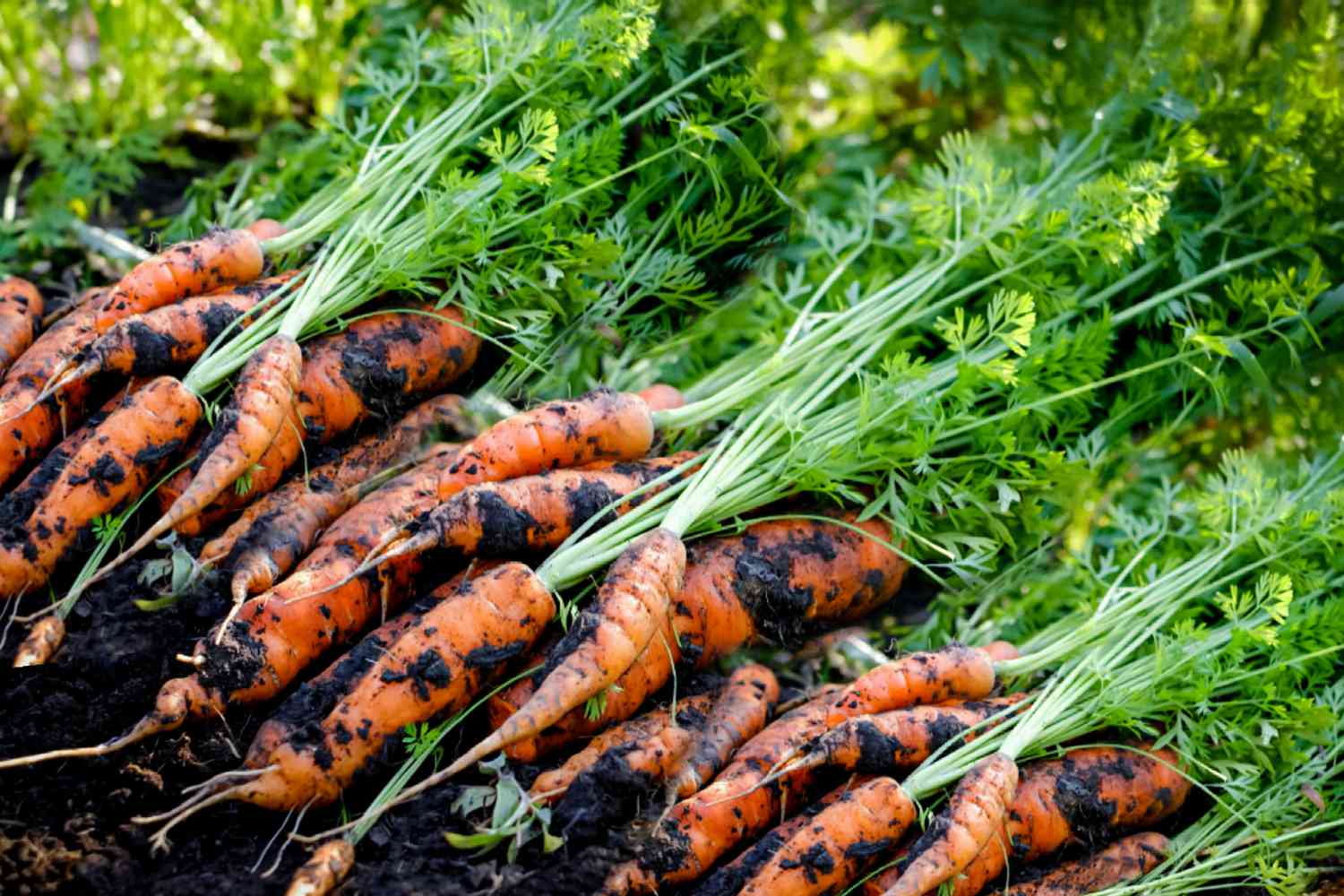 Crop Rotation: What To Plant After Carrots
