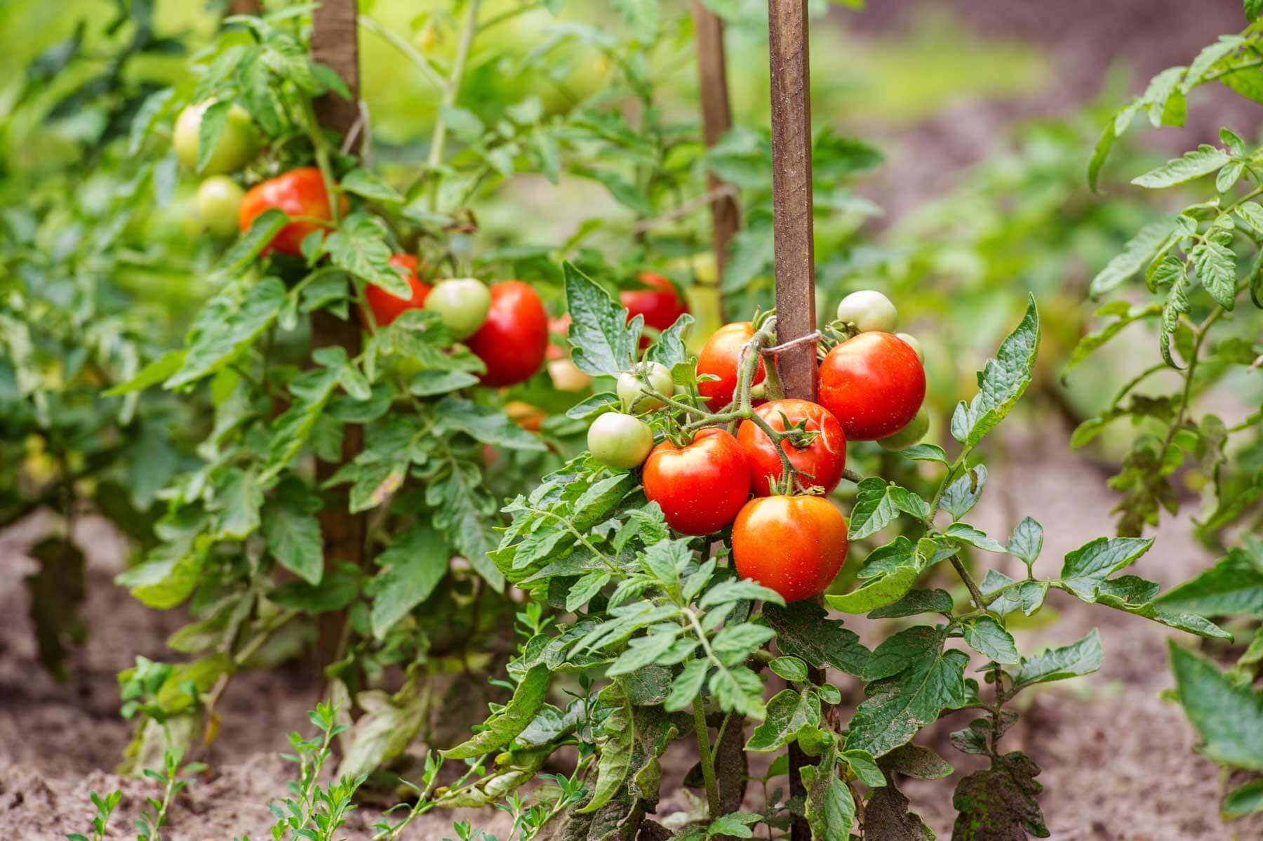 Crop Rotation: What To Plant After Tomatoes
