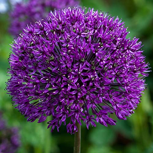 Dark Purple Allium Bulbs