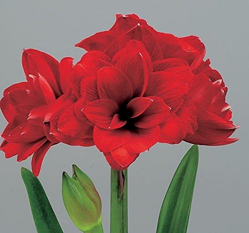 Double Blooming Amaryllis