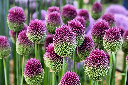 Allium Drumstick Bulbs - Easy to Grow Perennial Flowers