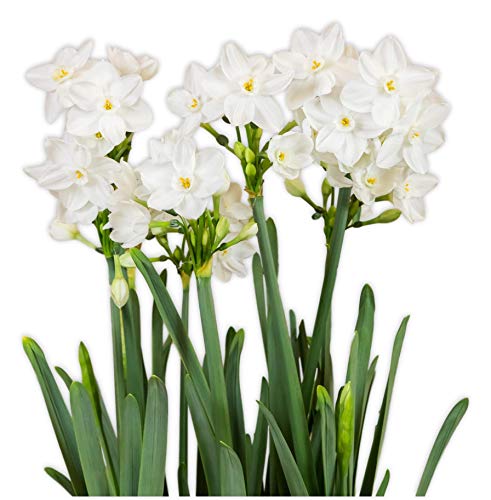 Paperwhite 'Inball' Narcissus Bulbs: Fragrant Indoor Blooms