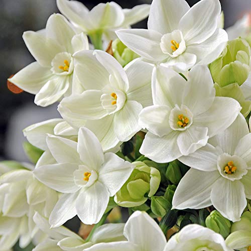 Fast Flowering Indoor Paperwhite Bulbs