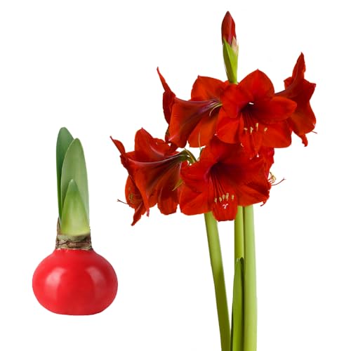 Ficoszo Red Waxed Amaryllis Bulb