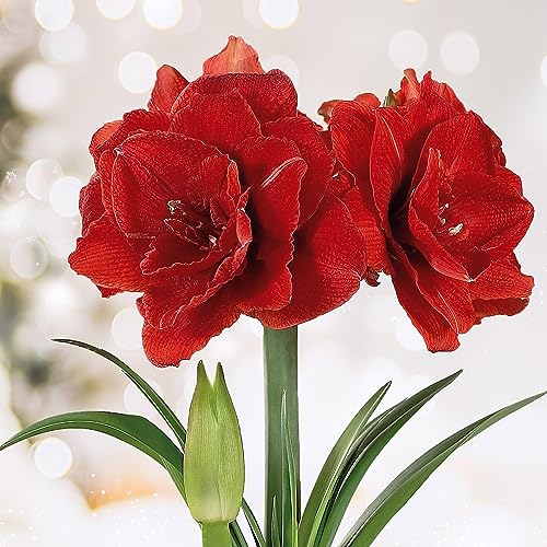 Garden State Bulb Red Double Amaryllis Flower Bulb, 26/28cm (Bag of 1)