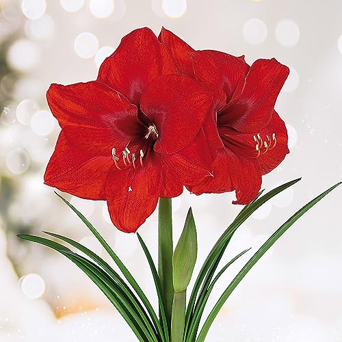 Garden State Bulb Red Lion Amaryllis Flower Bulbs, 26/28cm (Bag of 3)