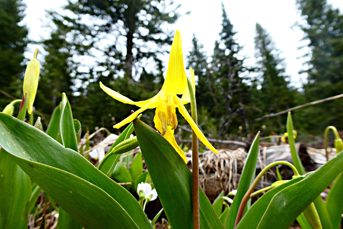 Glacier Lilies Can’t Germinate In What Habitats?