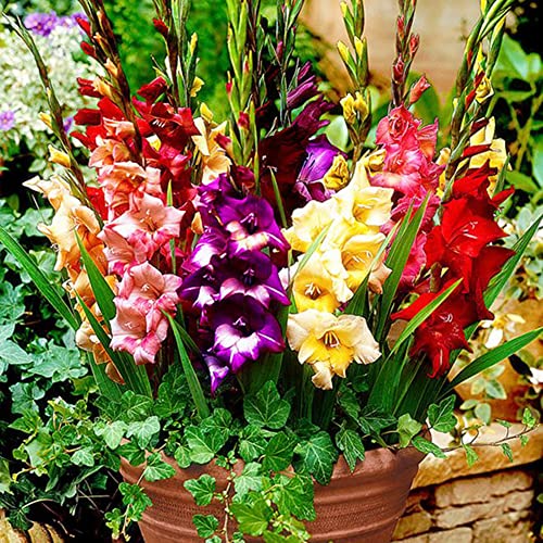 Gladiola Mixed Flowering Bulbs