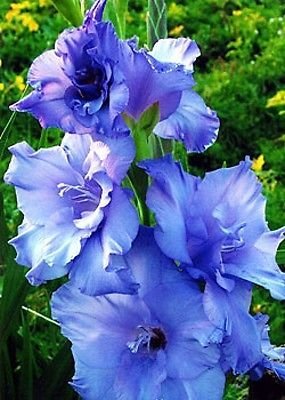 Gladiolus Flower Bulb - Blue Color