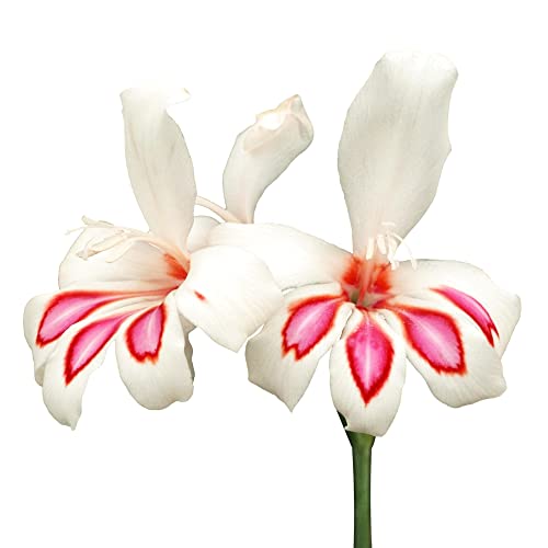 Hardy Gladiolus 'Prins Claus' Bulbs (10 Pack)