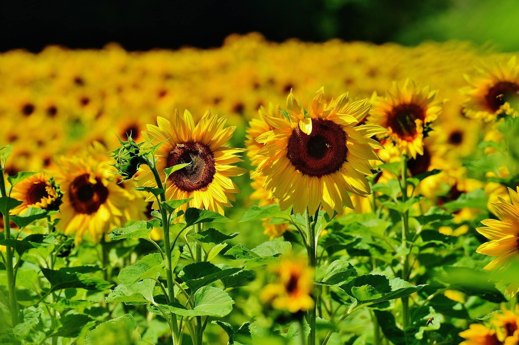 How And When To Plant Sunflower Seeds