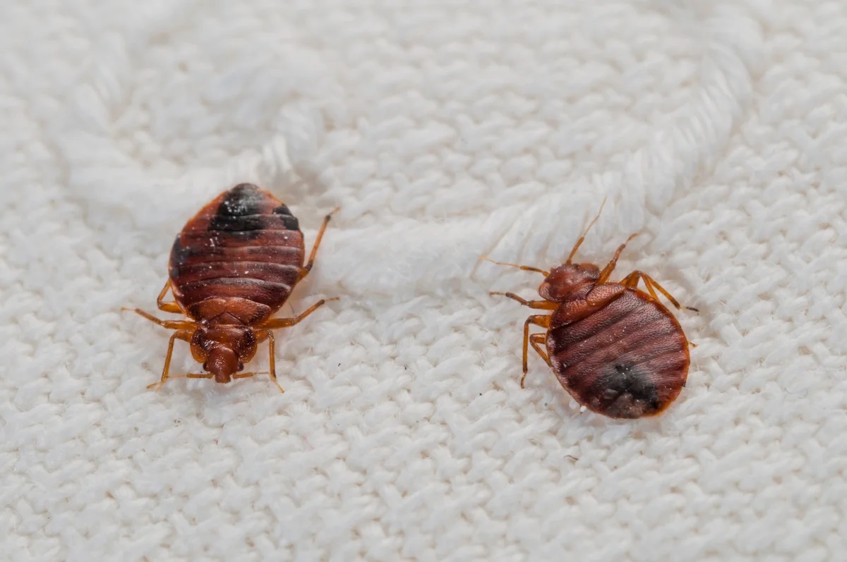 How Big Are Bed Bugs