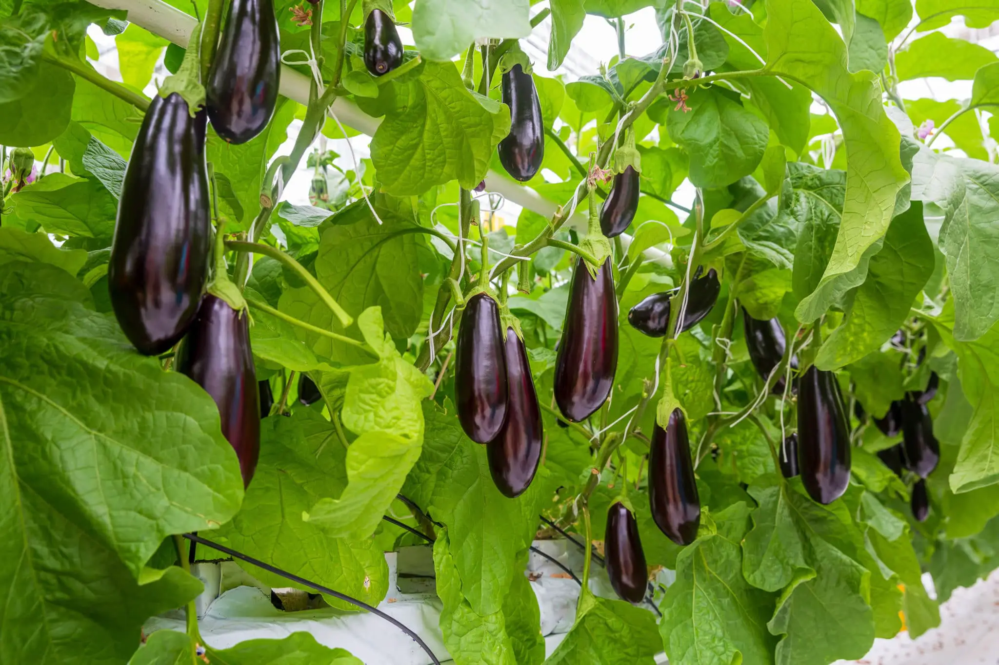 How Big Do Patio Baby Eggplants Get