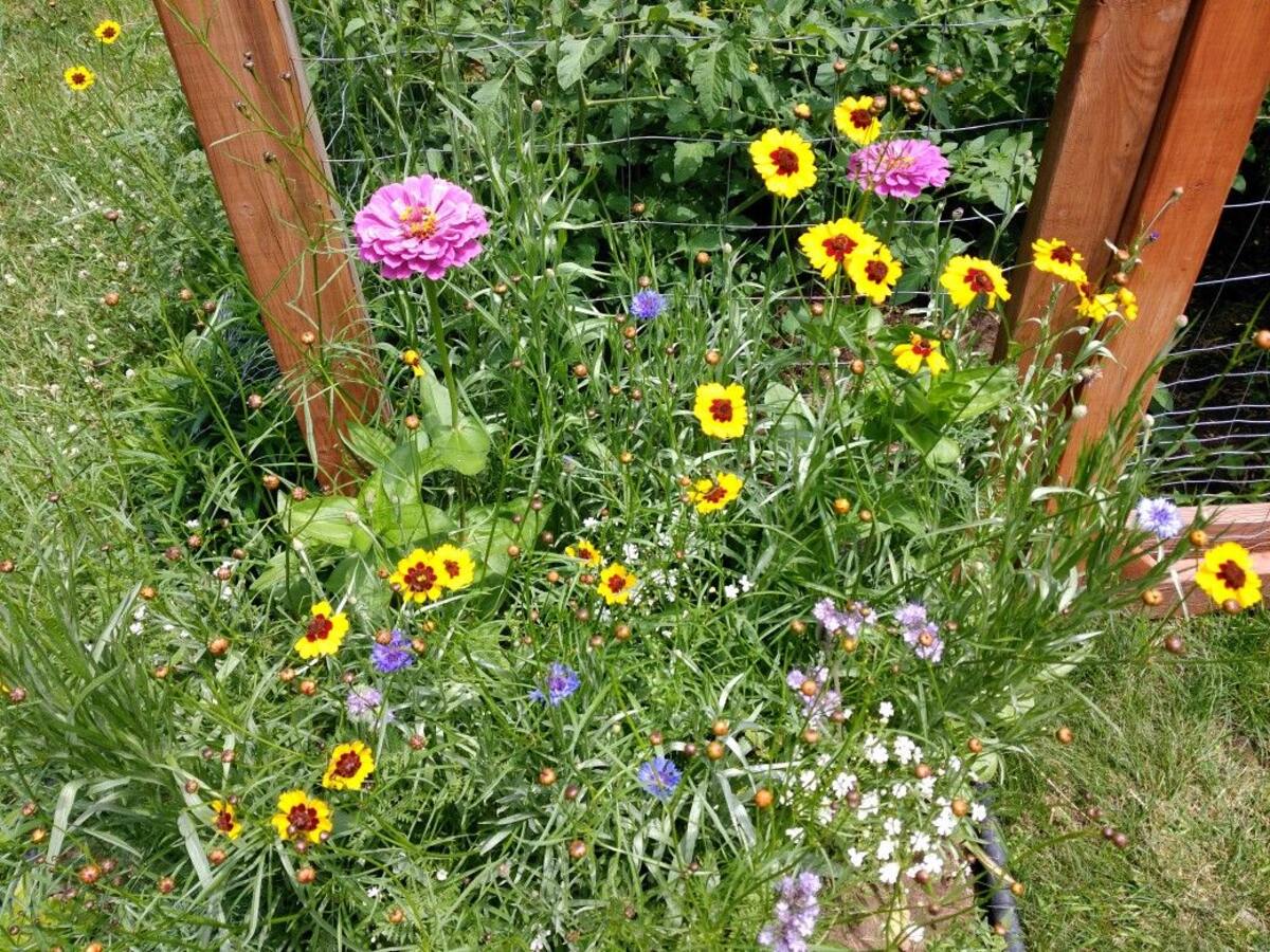How Can I Plant My Burpee Wildflower Perennial Mix In Lower Sun Areas