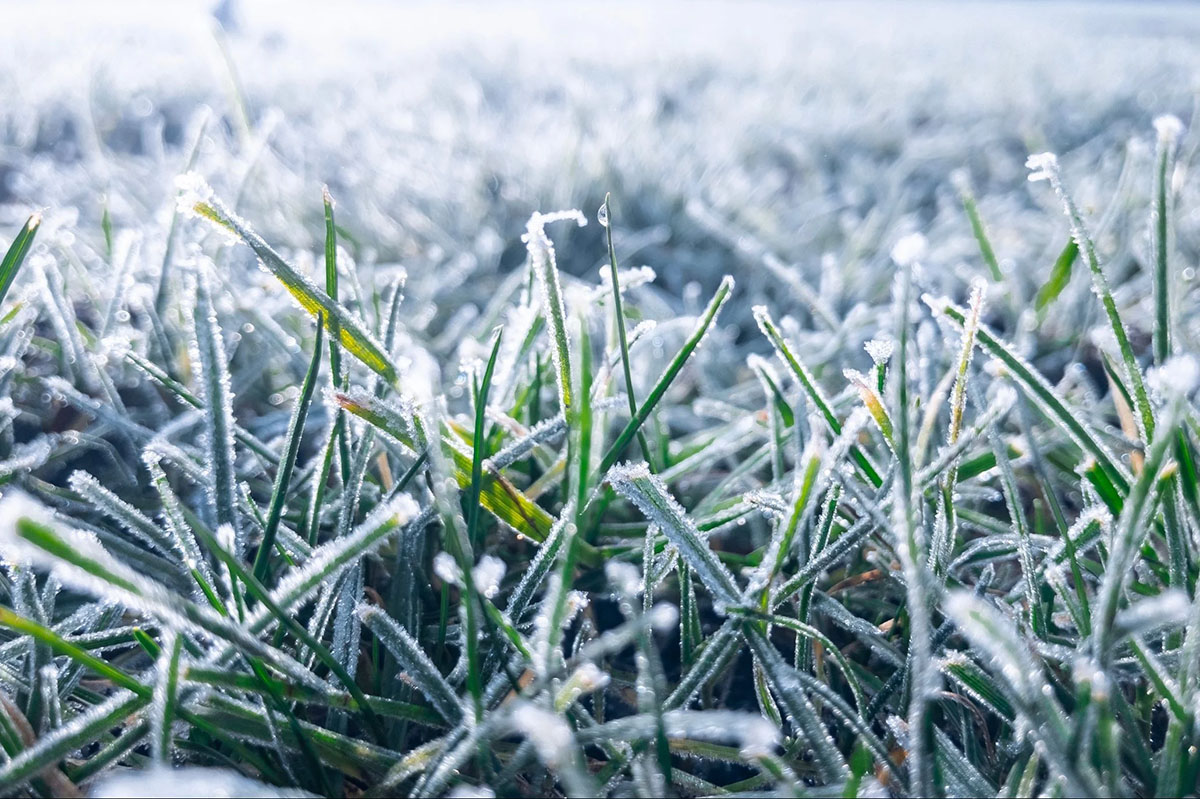 How Cold Can It Be For Grass To Germinate