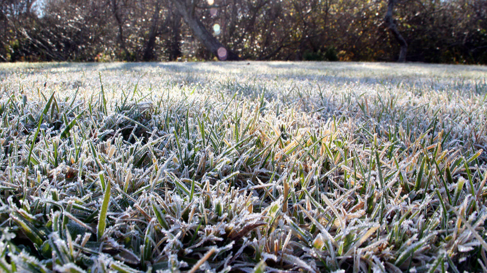 How Cold Is Too Cold To Plant Grass Seed