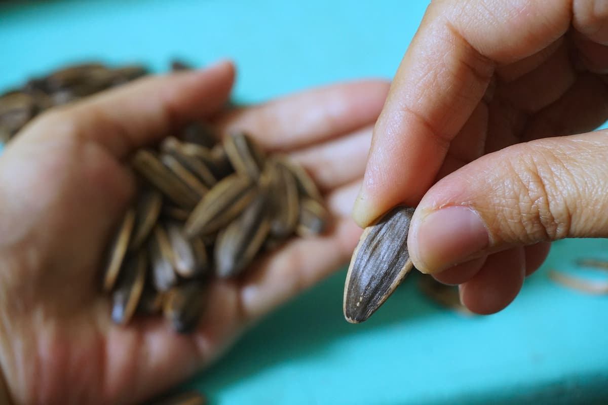 How Common Is Sunflower Seed Allergy