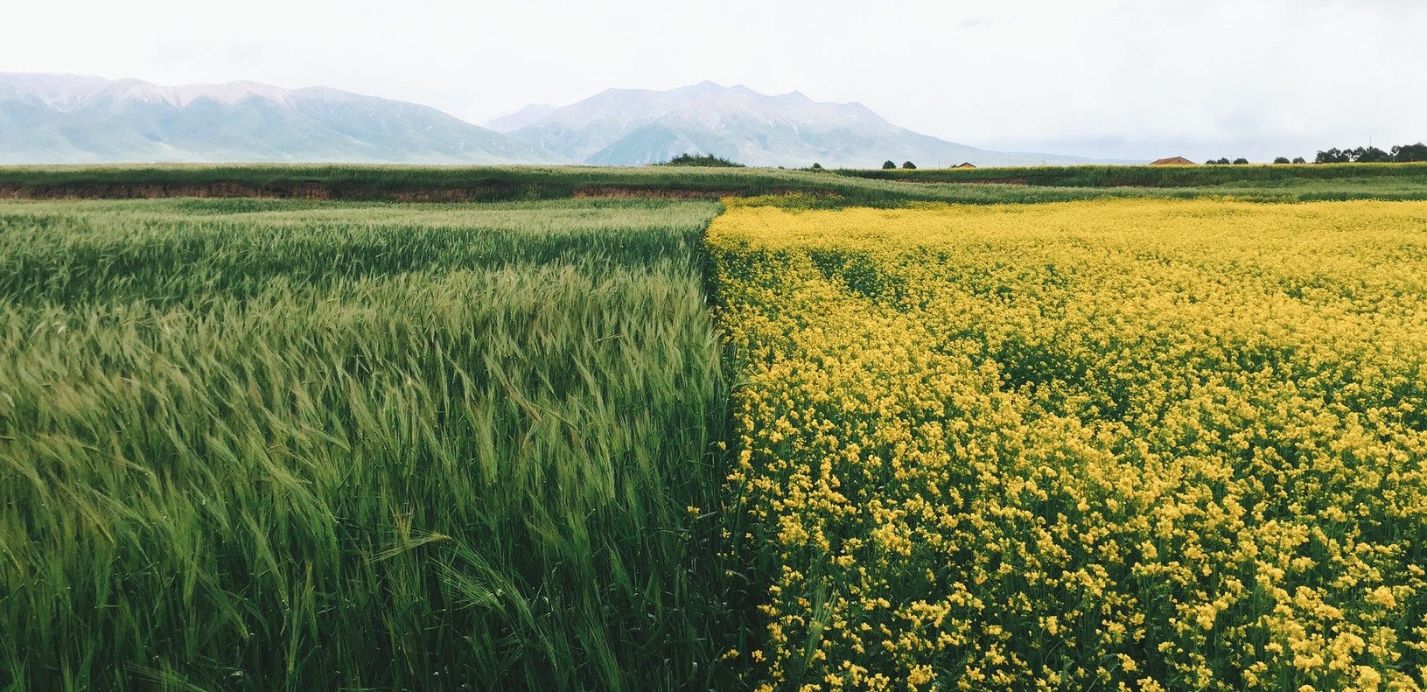 How Crop Rotation And Cover Crops Are Important To Sustainable Agriculture.
