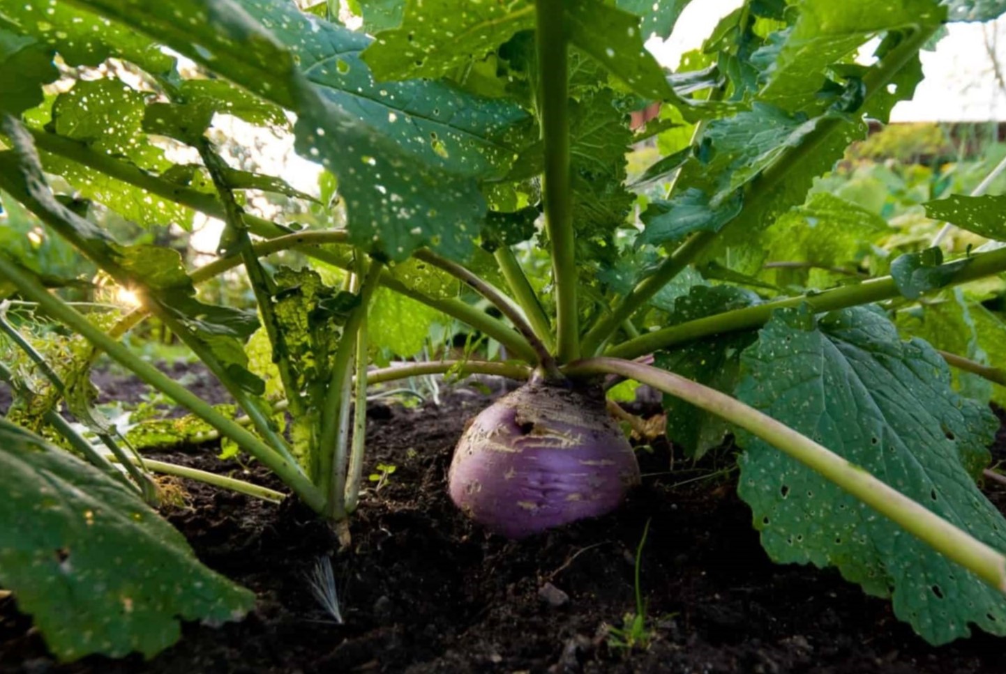 How Deep Do You Plant Turnip Seeds