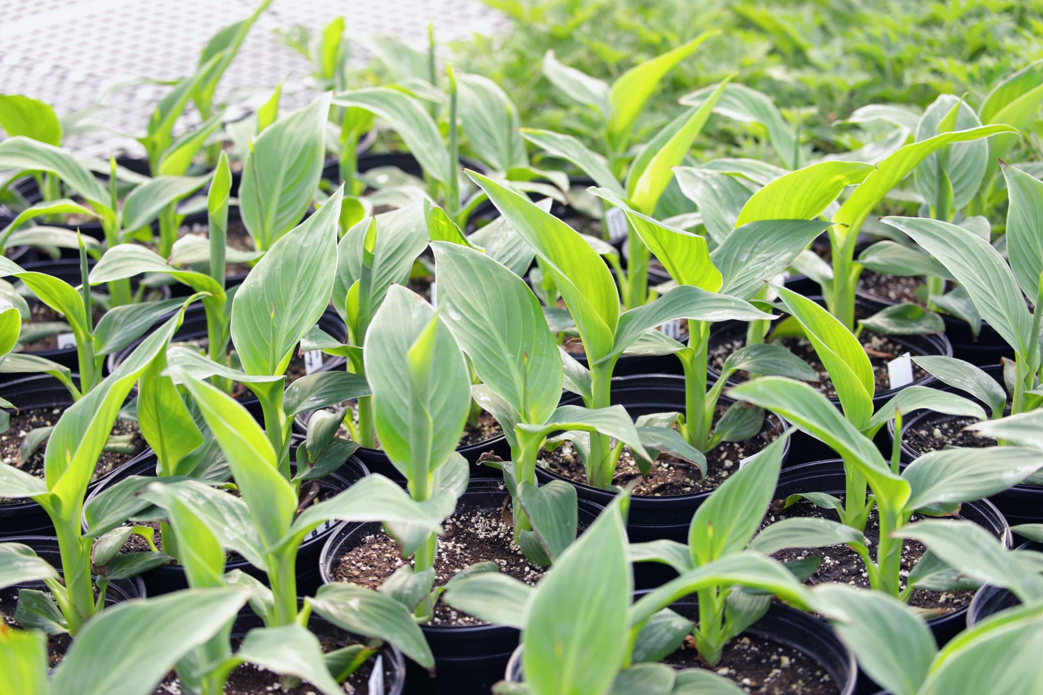 How Deep Should I Plant Canna Lily Seeds