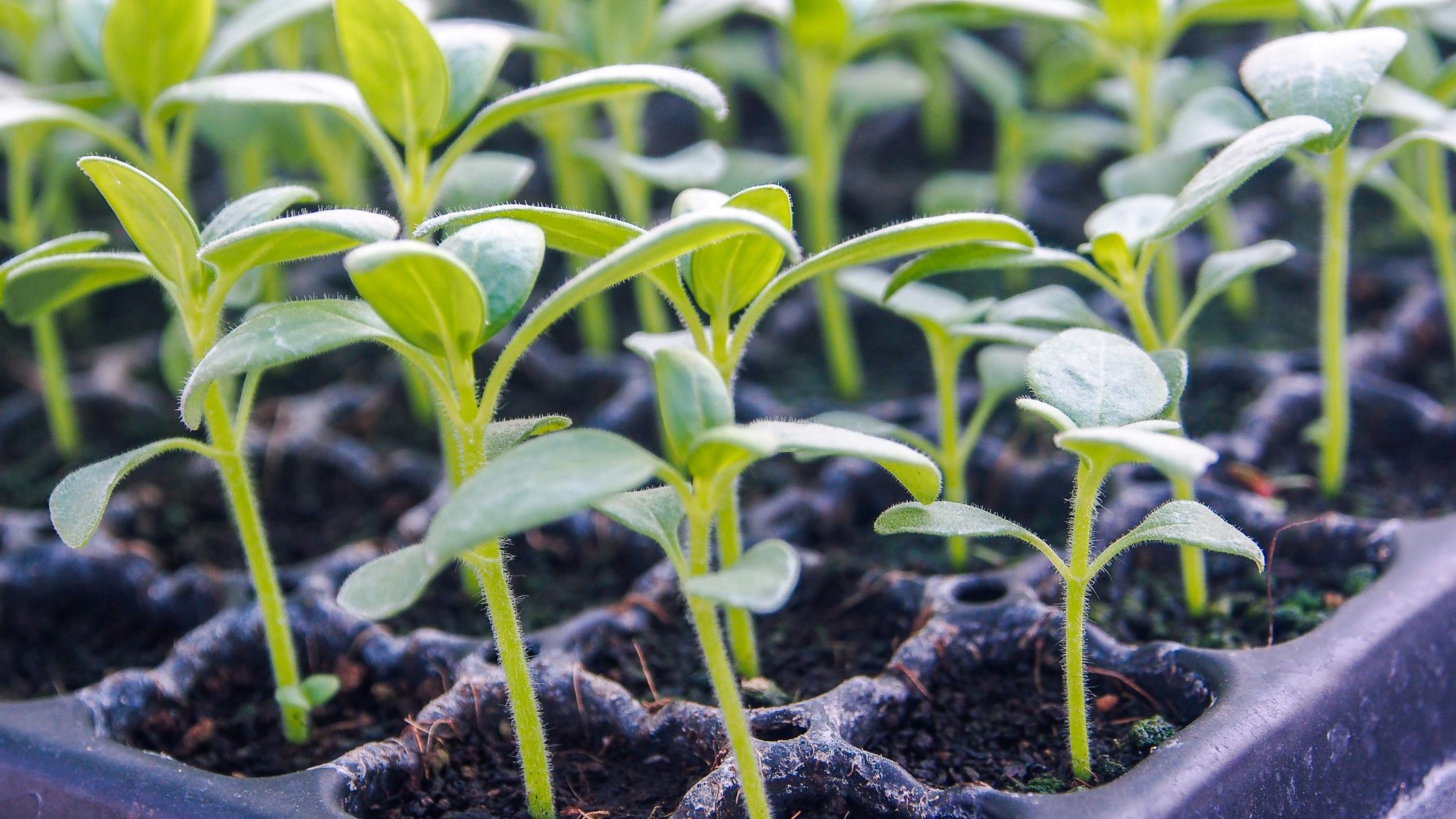 How Deep Should You Plant Sunflower Seeds