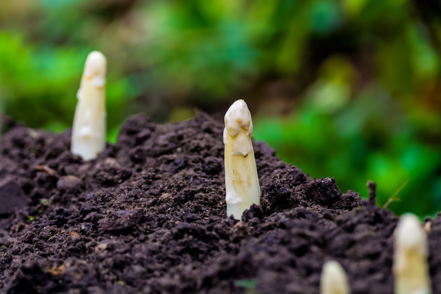 How Deep To Plant Asparagus Seeds