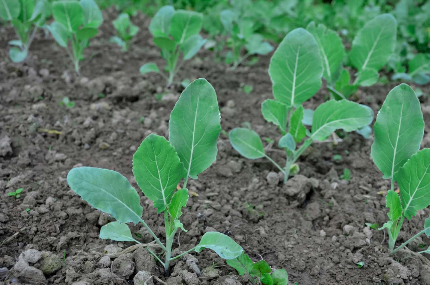 How Deep To Plant Cauliflower Seeds