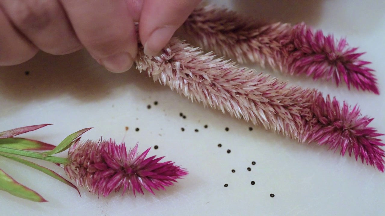 How Deep To Plant Celosia Seeds