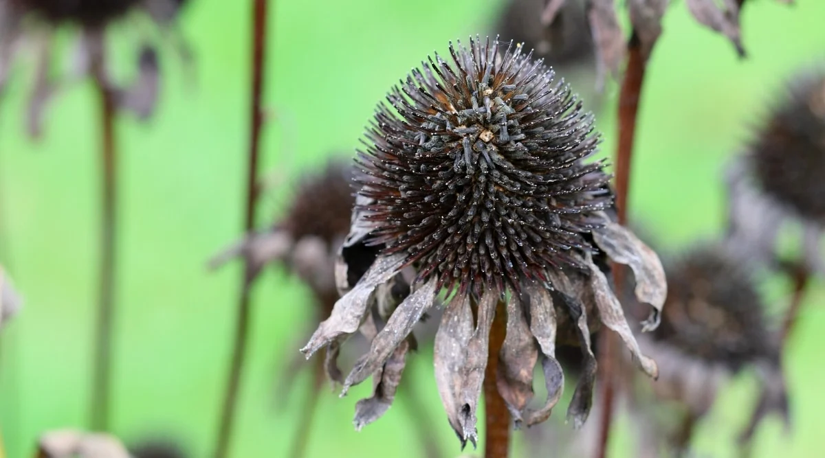 How Deep To Plant Coneflower Seeds | Storables
