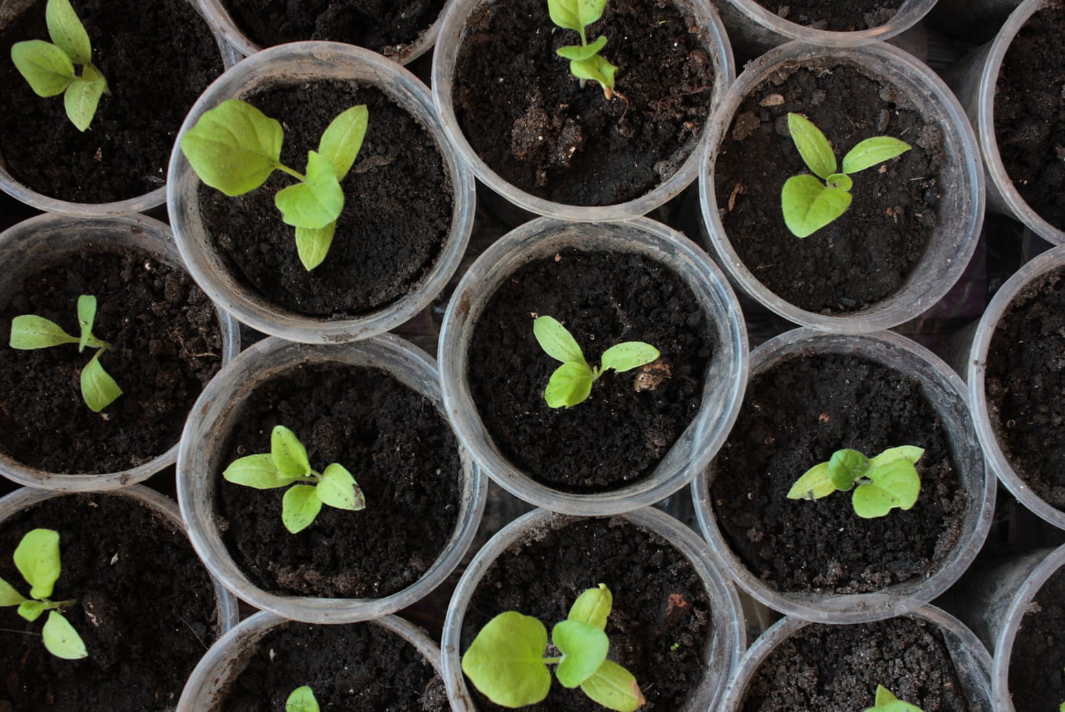 How Deep To Plant Eggplant Seeds