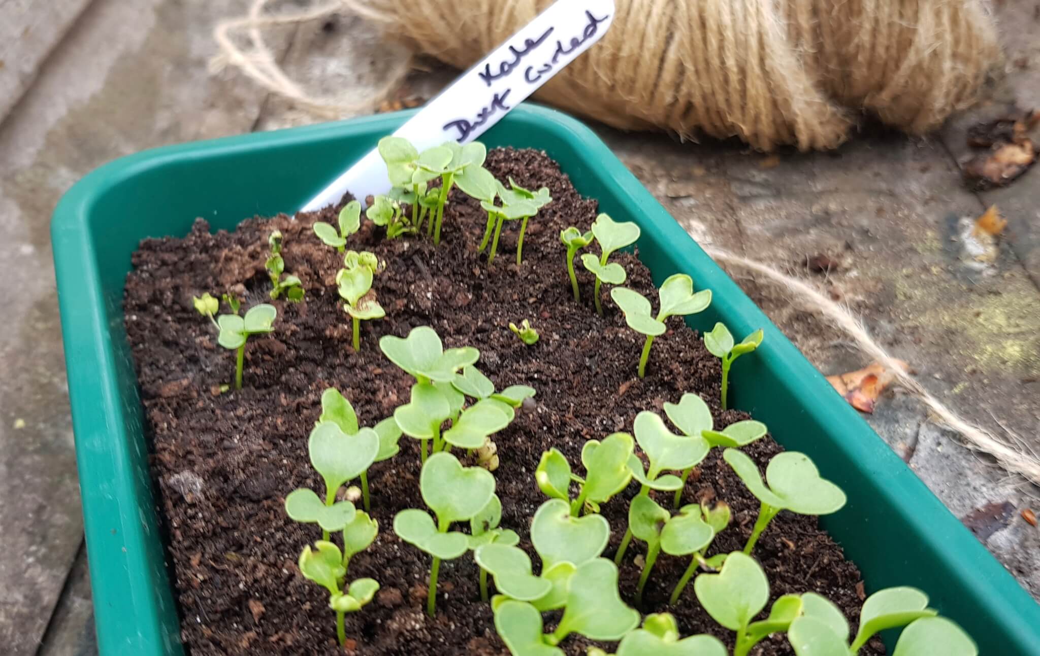 How Deep To Plant Kale Seeds