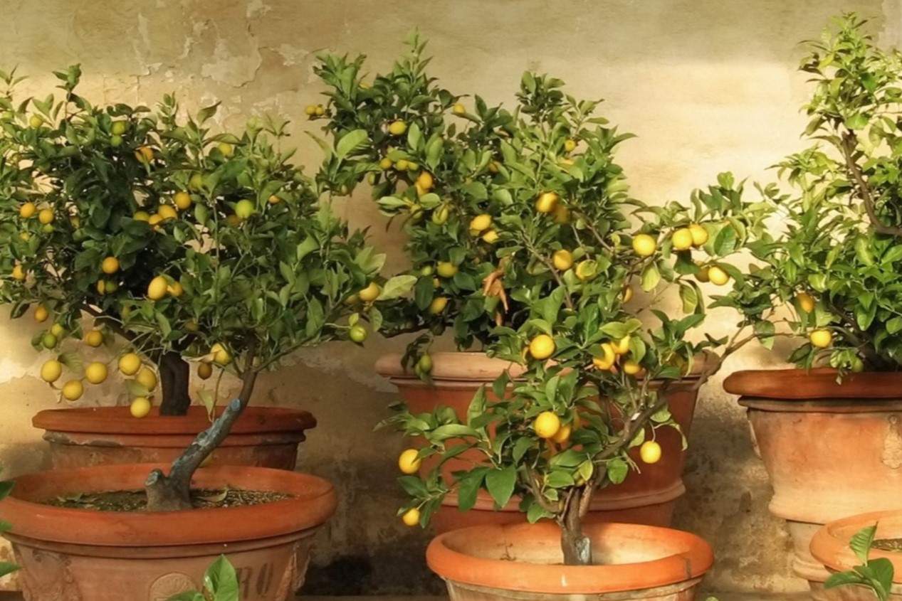 How Deep To Plant Lemon Seeds