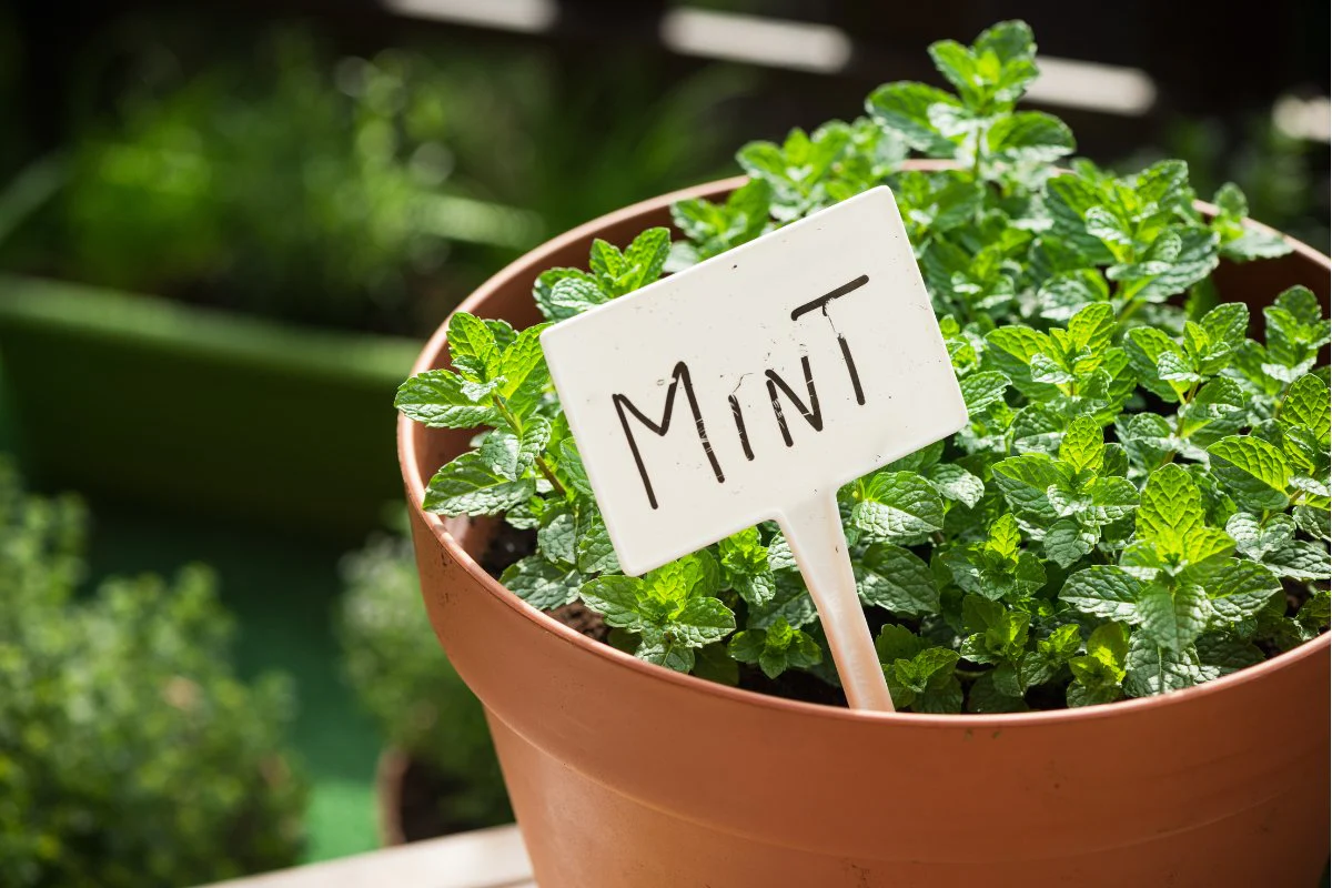 How Deep To Plant Mint Seeds