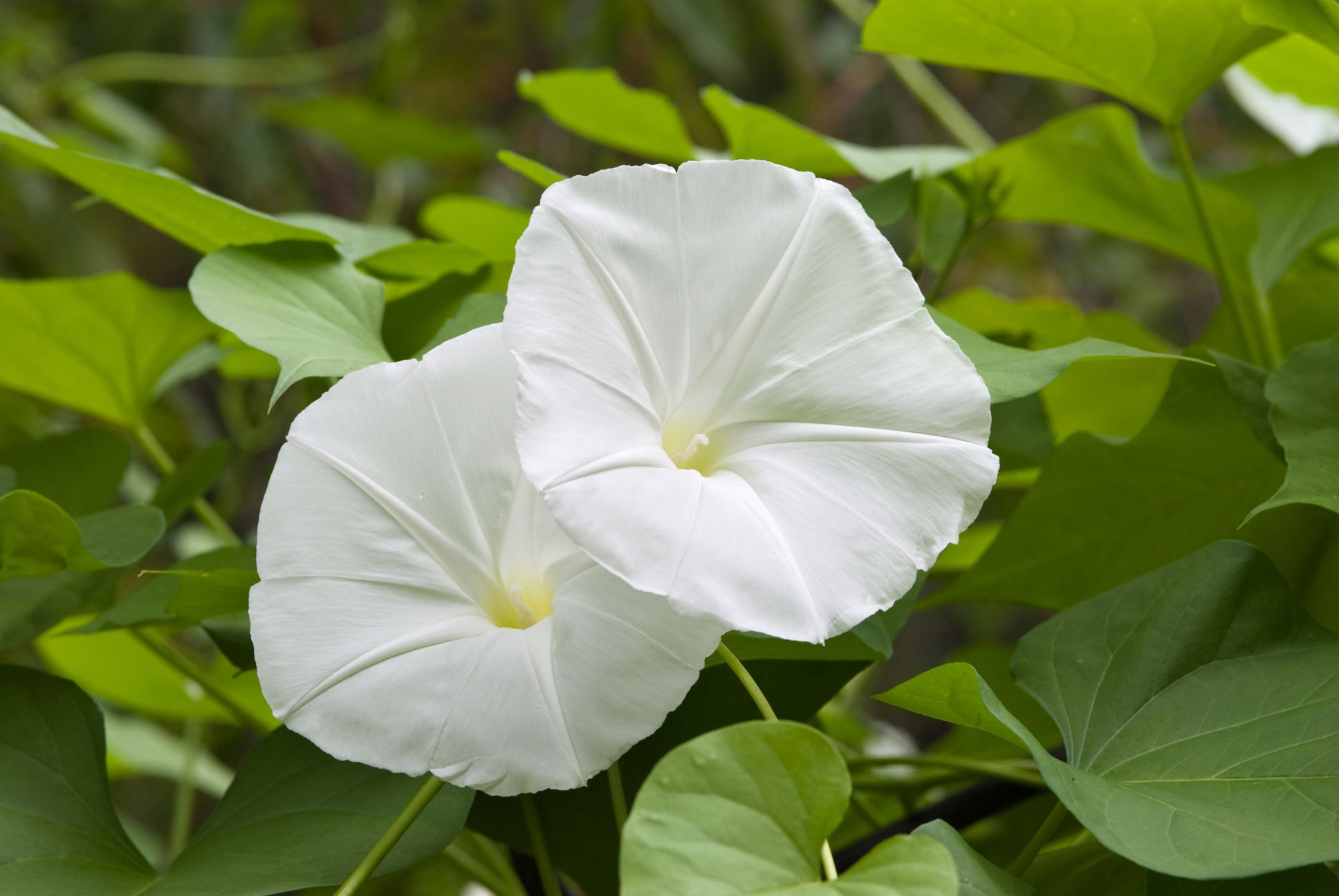 How Deep To Plant Moonflower Seeds