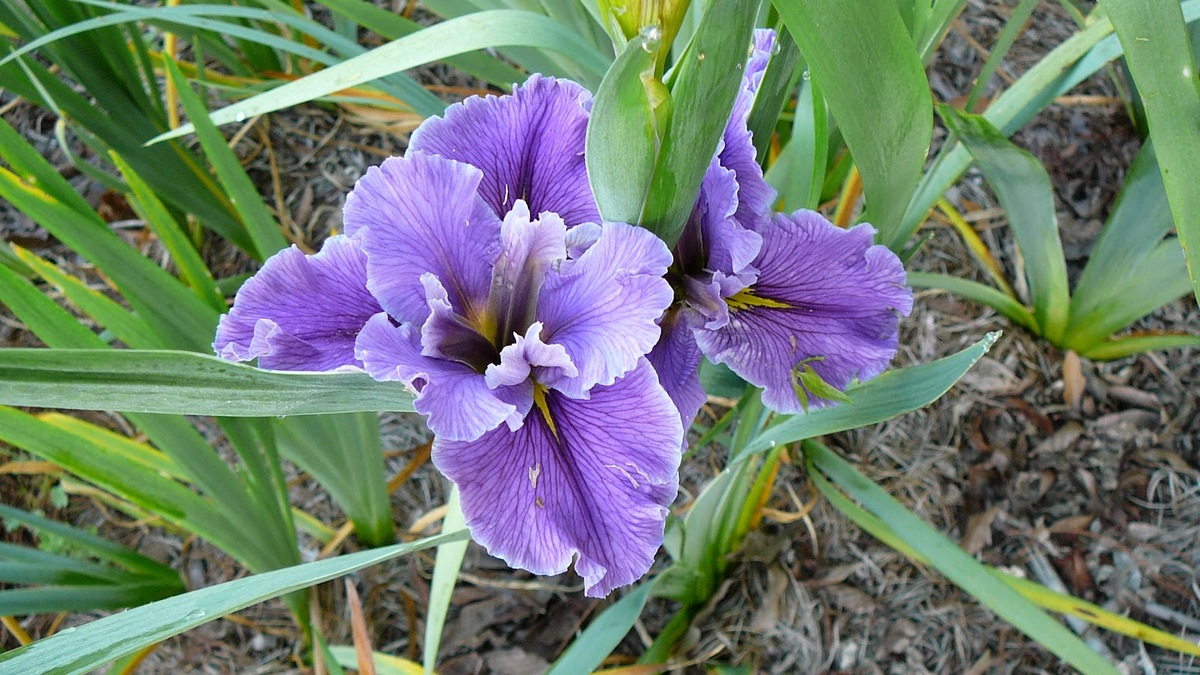 How Did The Iris Become Louisiana’s State Wildflower