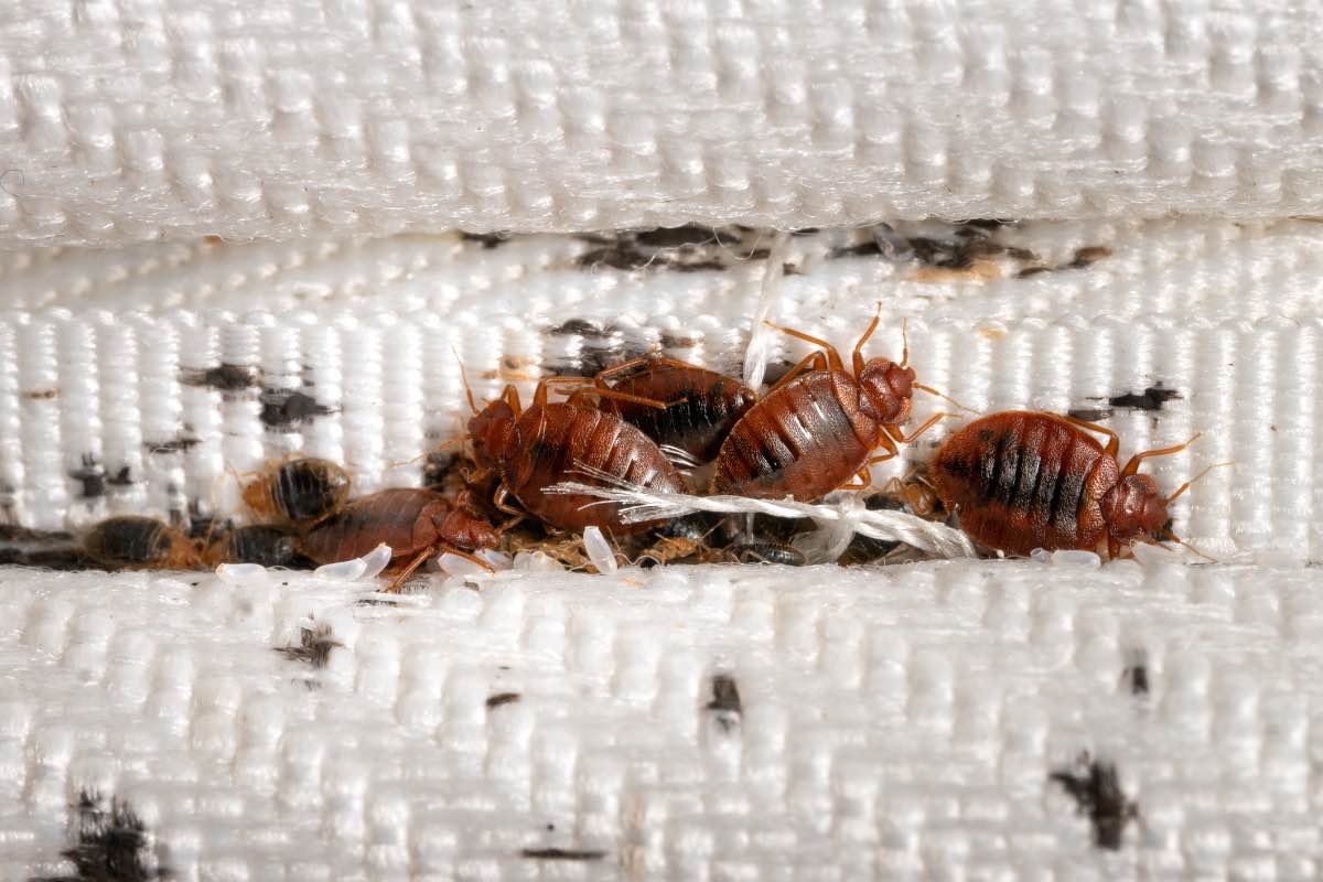 How Do Bed Bugs Get Inside A Mattress