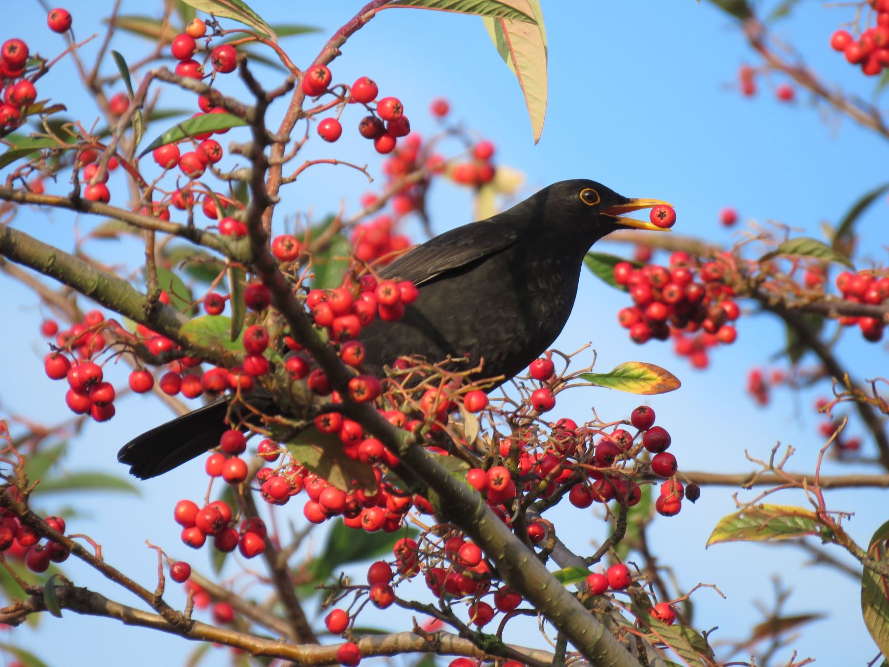 How Do Birds Benefit From Spreading The Seeds Of Berries?