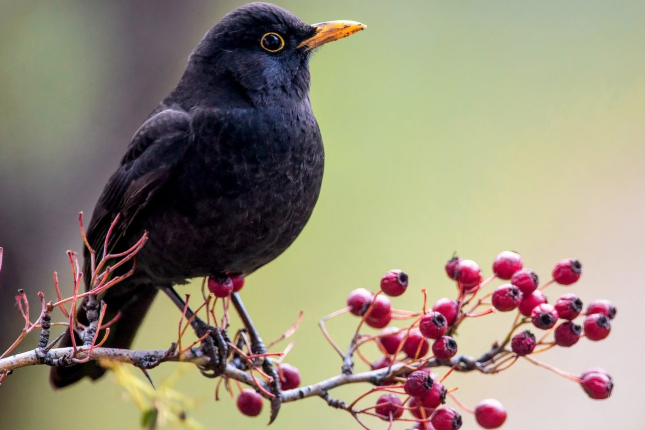 How Do Birds Help Spread The Seeds Of Berries