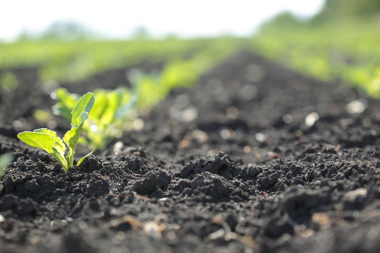 How Do Conservation Plowing And Crop Rotation Contribute To Soil Conservation?