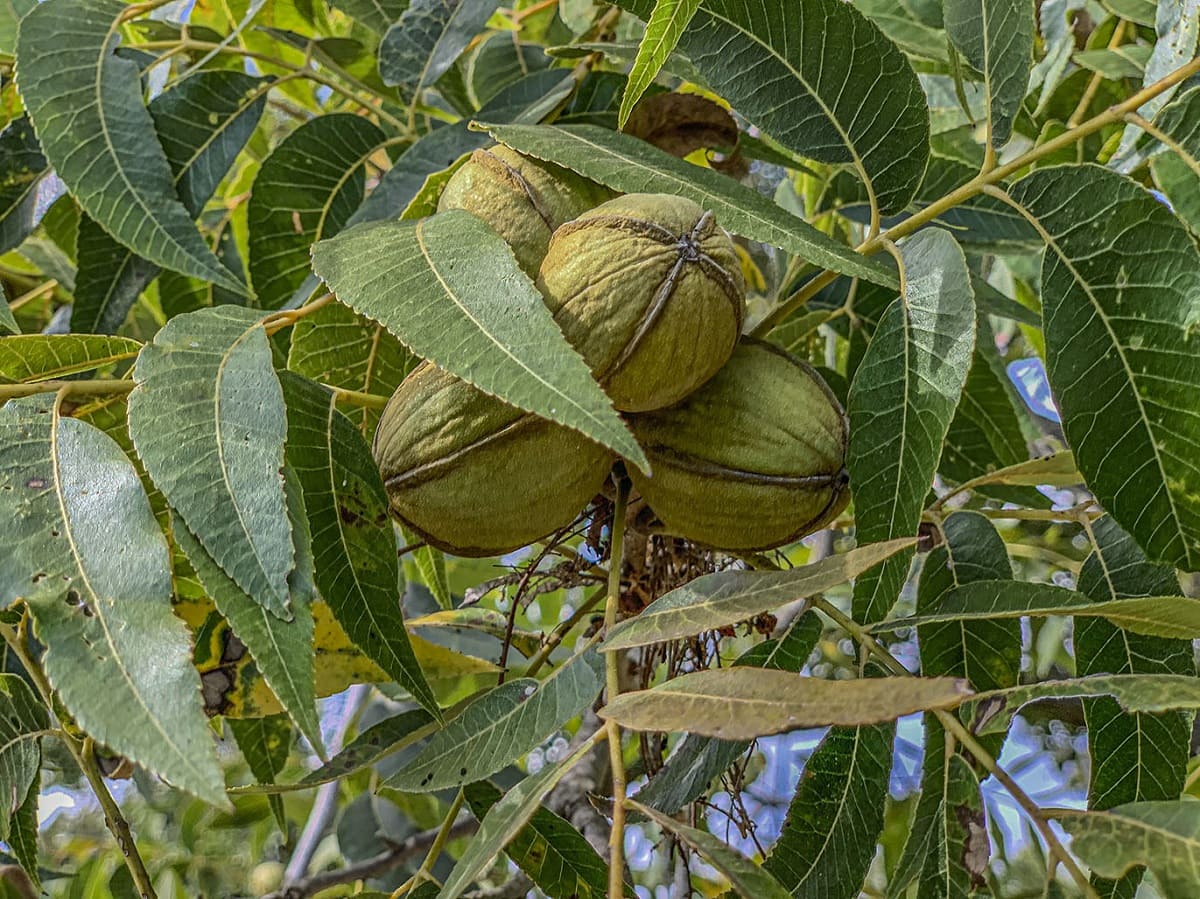 How Do I Plant Native Pecans In Texas