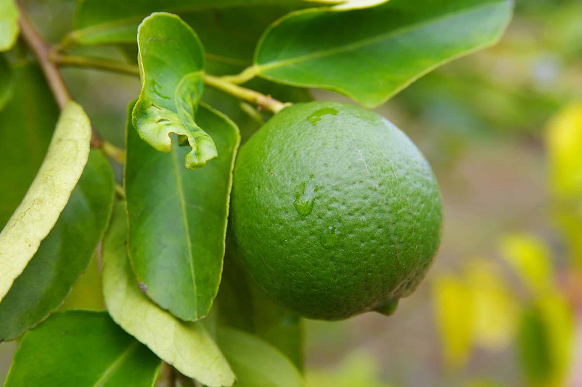 How Do Limes Grow Without Seeds