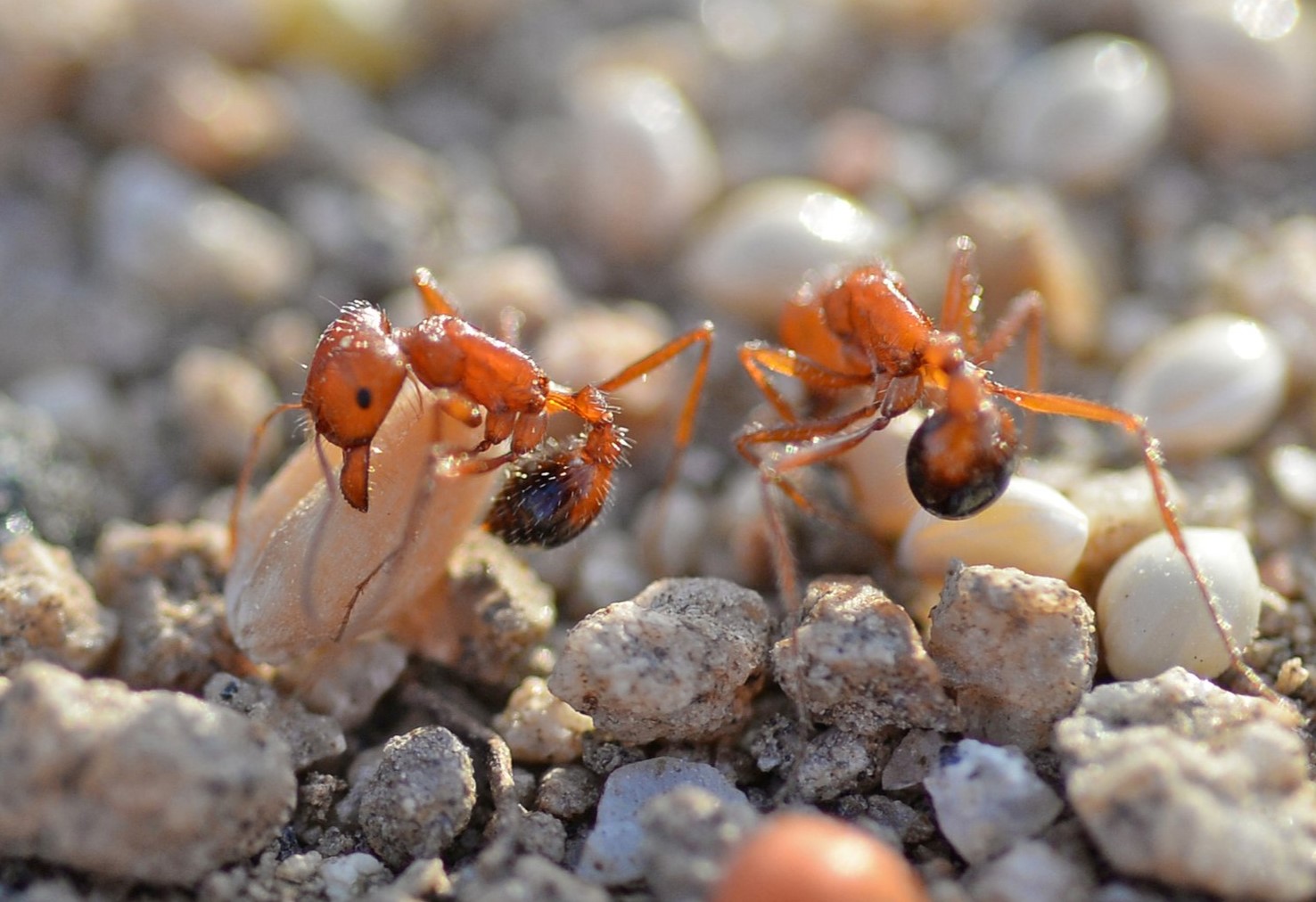 How Do Night Ants Get The Seeds From Desert Harvester Ants?