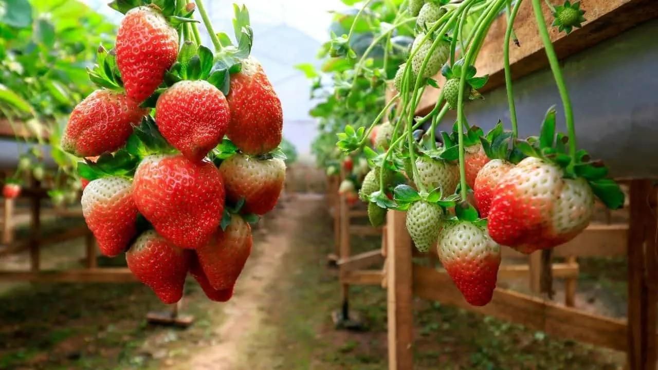 How Do Strawberries Fit Into Crop Rotation Plans?